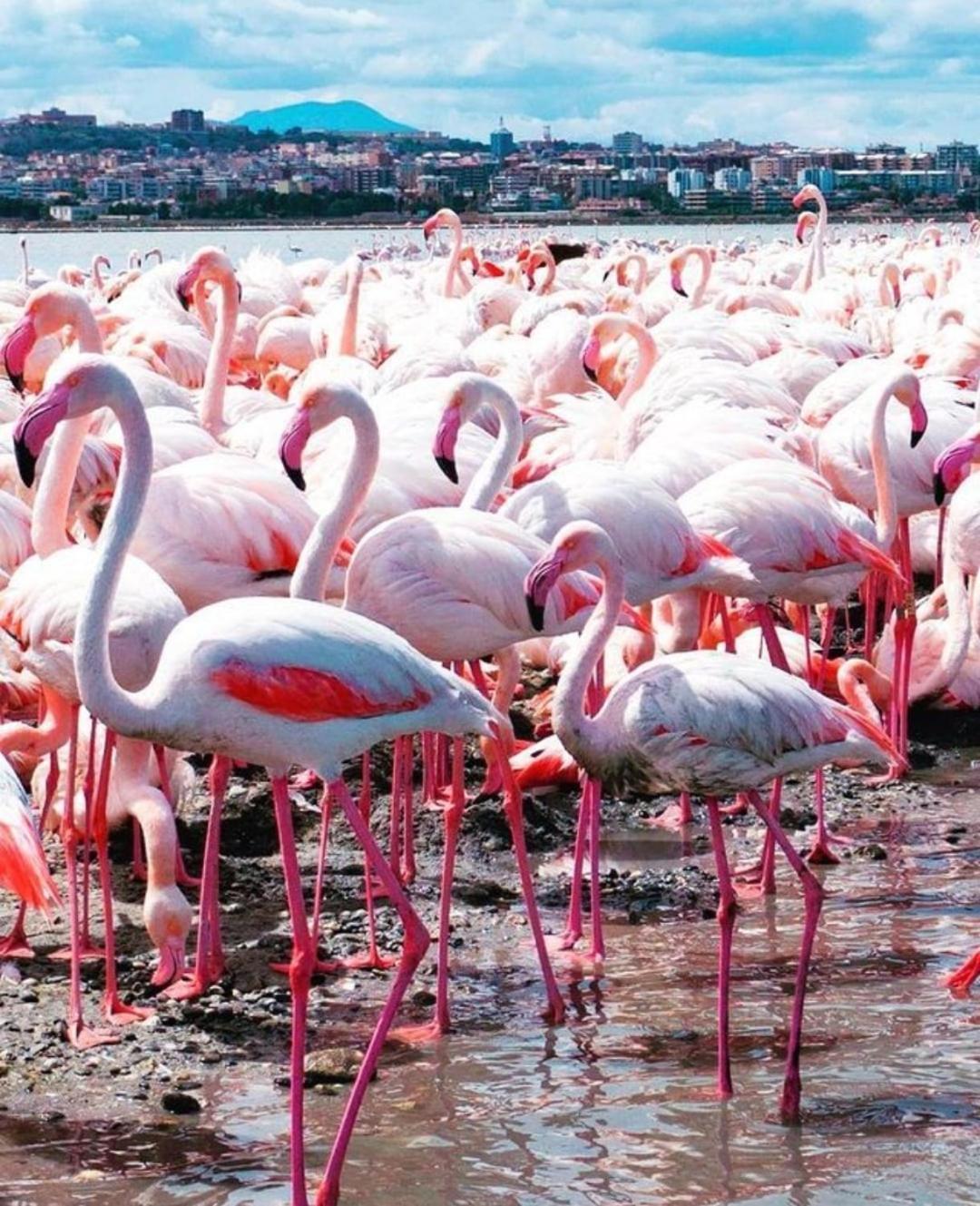 Gala Sardinia Otel Cagliari Dış mekan fotoğraf